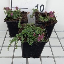 Thymus praecox 'Red Carpet'  Pot 9 