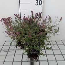 Thymus pul. 'Foxley'  Pot 9 