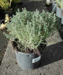 Thymus vulg. 'Compactus'  CT 2 litres 