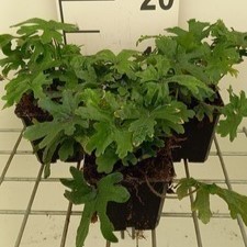 Tiarella hybr. 'Skeleton Key'  Pot 9 