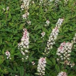 Tiarella hybr. 'Spring Symphony'®  Pot 9 