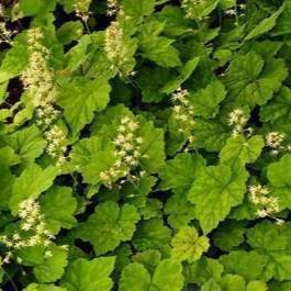 Tiarella cordifolia  Pot 9 