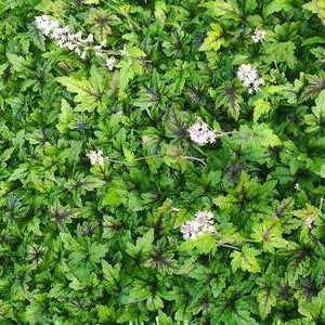 Tiarella hybr. 'Sugar & Spice'  Pot 9 