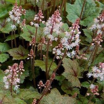 Tiarella wherryi  Pot 9 