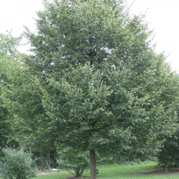 Tilia cord. 'Böhlje' (= 'erecta/select') Tige 14/16 Motte grillagée 