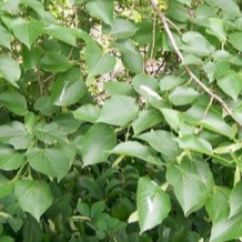 Tilia cord. 'Greenspire' Tige 16/18 Motte grillagée 
