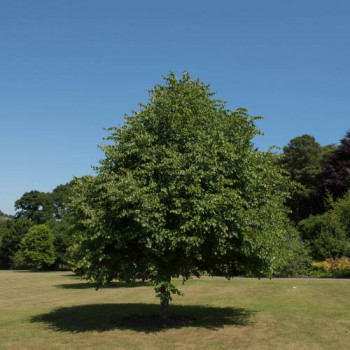 Tilia cordata Tige 14/16 Motte grillagée 