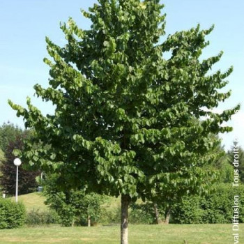Tilia platyphyllos Tige 14/16 Motte grillagée 