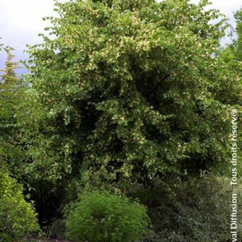 Tilia plat. 'Rubra' Tige 16/18 Cont. 