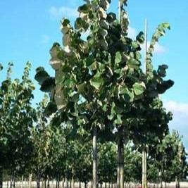 Tilia tom. 'Brabant' Tige 20/25 Motte grillagée 