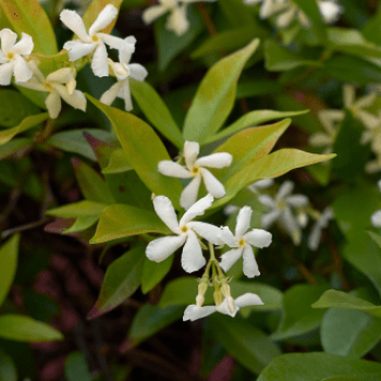 Trachelospermum jasminoides  CT 18 en rideau 