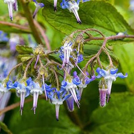 Trachystemon orientalis  Pot 9 