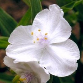 Tradescantia (a) 'Innocence'  Pot 9 