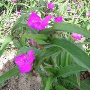 Tradescantia (a) 'Karminglut'  Pot 9 