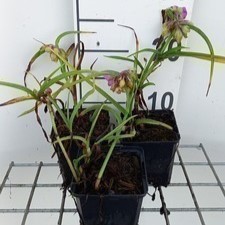 Tradescantia (a) 'Rubra'  Pot 9 