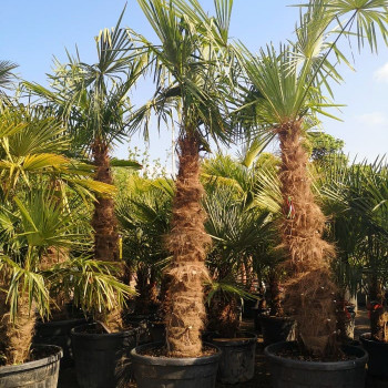 Trachycarpus fortunei (= chamaerops excelsa) 0.50 à 0.60 m CT 10 litres 