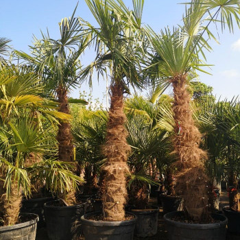 Trachycarpus fortunei (= chamaerops excelsa) 0.60 à 0.80 m CT 15 litres 