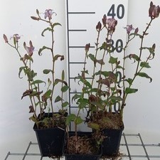 Tricyrtis formosana  Pot 9 