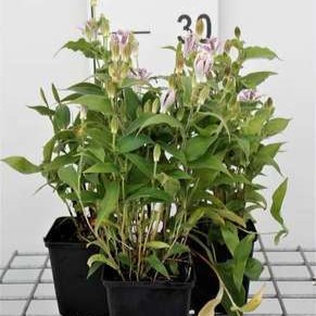 Tricyrtis hirta  Pot 9 
