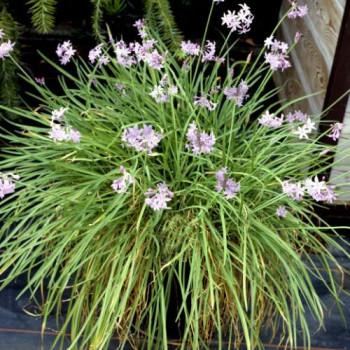 Tulbaghia violacea  Mand ø18 