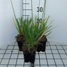 Tulbaghia viol. 'Alba'  Pot 9 