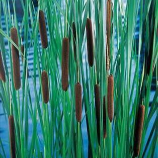Typha laxmannii  Pot 9 Aquatique 