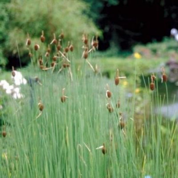 Typha minima  Mand ø18 