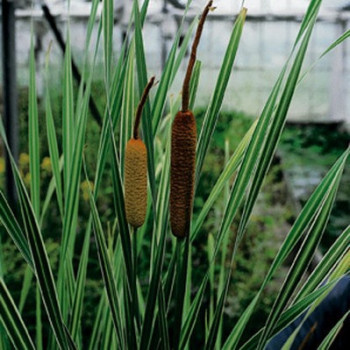 Typha lat. 'Variegata'  Mand ø18 