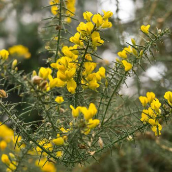 Ulex europaeus 0.15 à 0.20 m Cont. 