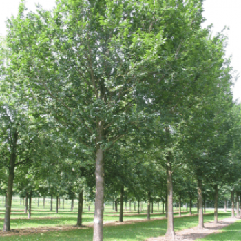 Ulmus hybr. 'Lobel' Tige 14/16 Motte grillagée 