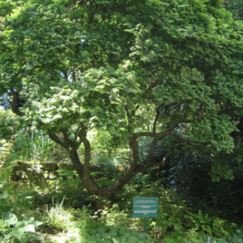 Ulmus minor 'Jacqueline Hillier' 1.75 à 2 m CT 50 litres en cépée 