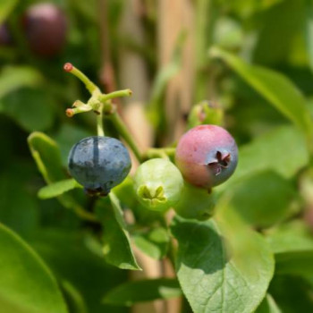 Vaccinium cor. 'Goldtraube 23' 0.60 à 0.80 m CT 10 litres 