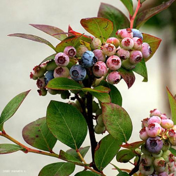 Vaccinium cor. 'Bluecrop' 0.30 à 0.40 m Cont. 