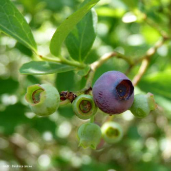 Vaccinium cor. 'Jersey' 0.30 à 0.40 m Cont. 