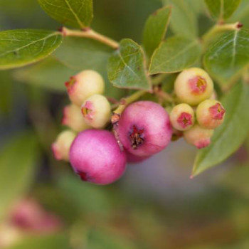 Vaccinium cor. 'Pink Lemonade'® 0.30 à 0.40 m Cont. 