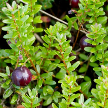 Vaccinium macrocarpon (=cranberry) 0.30 à 0.40 m Cont. 