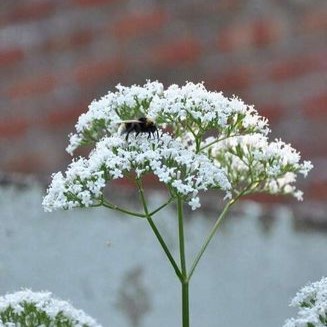 Valeriana officinalis  Pot 9 Aquatique 