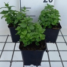 Veronica austr. 'Royal Blue'  Pot 9 