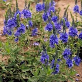 Veronica austr. 'Knallblau'  Pot 9 
