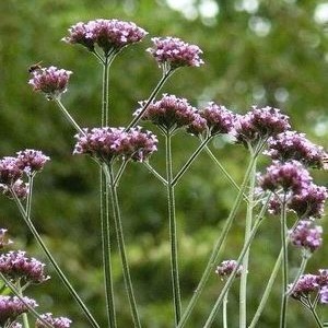 Verbena bonariensis  CT 2 litres 