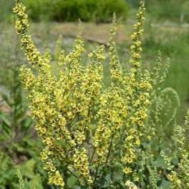 Verbascum nigrum  Pot 9 