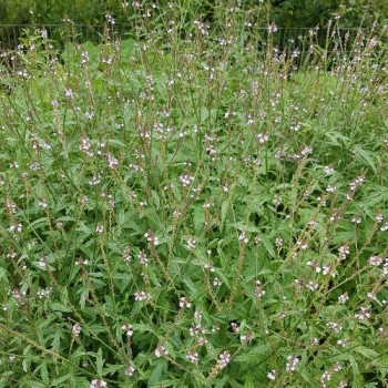 Verbena officinalis  Pot 9 