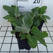 Verbascum bombyciferum ( lagurus)  Pot 9 