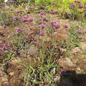 Verbena bon. 'Lollipop'®  CT 2 litres 