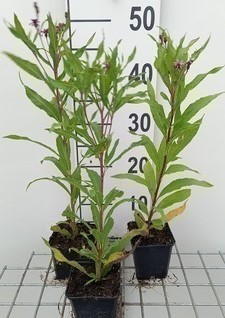Vernonia crinita 'Js Betty Blindeman'  Pot 9 