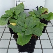 Verbascum hybr. 'Flush of White'  Pot 9 
