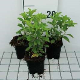 Veronica longif. 'Schneeriesin'  Pot 9 