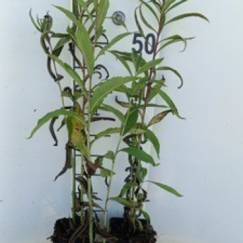 Vernonia noveboracensis  Pot 9 