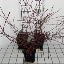 Verbena off. 'Bampton'  Pot 9 