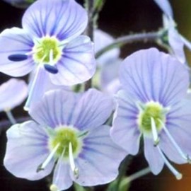 Veronica gentianoides  Pot 9 